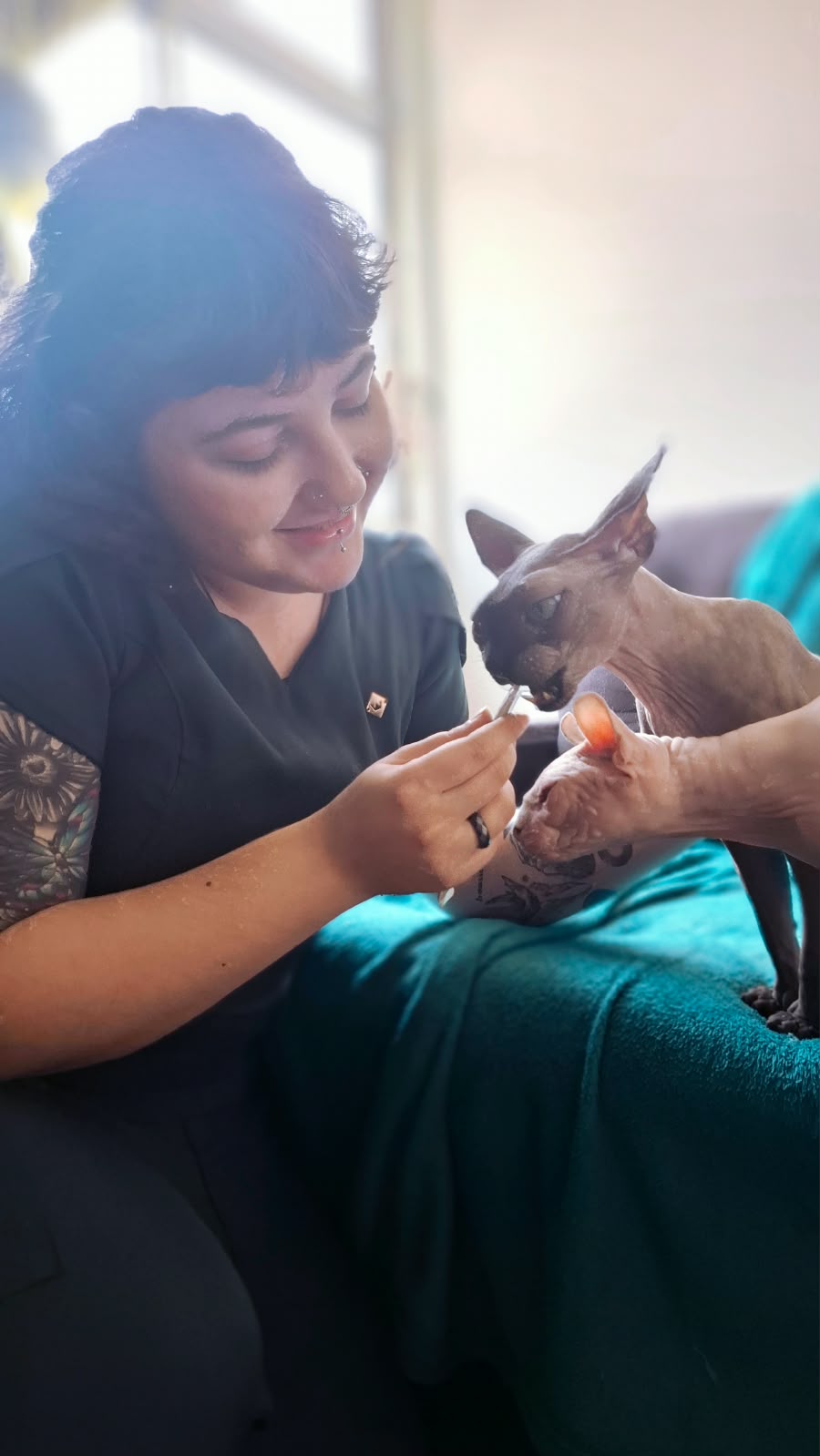 Dra. Jaqueline Neumann atendendo um gato Sphynx no sofá, em casa